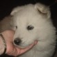 TENGO TODAS MIS VACUNAS AL DÍA Y YA CRECÍ UN MONTO MI MAMA TIENE QUE PONER FOTOS NUEVAS Y YO QUIERO UN NOVIO. SI SABEN DE ALGÚN SAMOYEDO ME AVISAN? QUIERO UN NOVIO YA, ACTUALIZA LAS FOTOS MAMA!!!